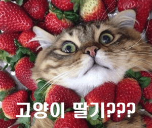 고양이가 딸기 먹어도 되나요