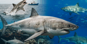 백상아리의 모든 것, 바다의 최상위 포식자 완벽 분석 (크기, 서식지, 천적 총정리)